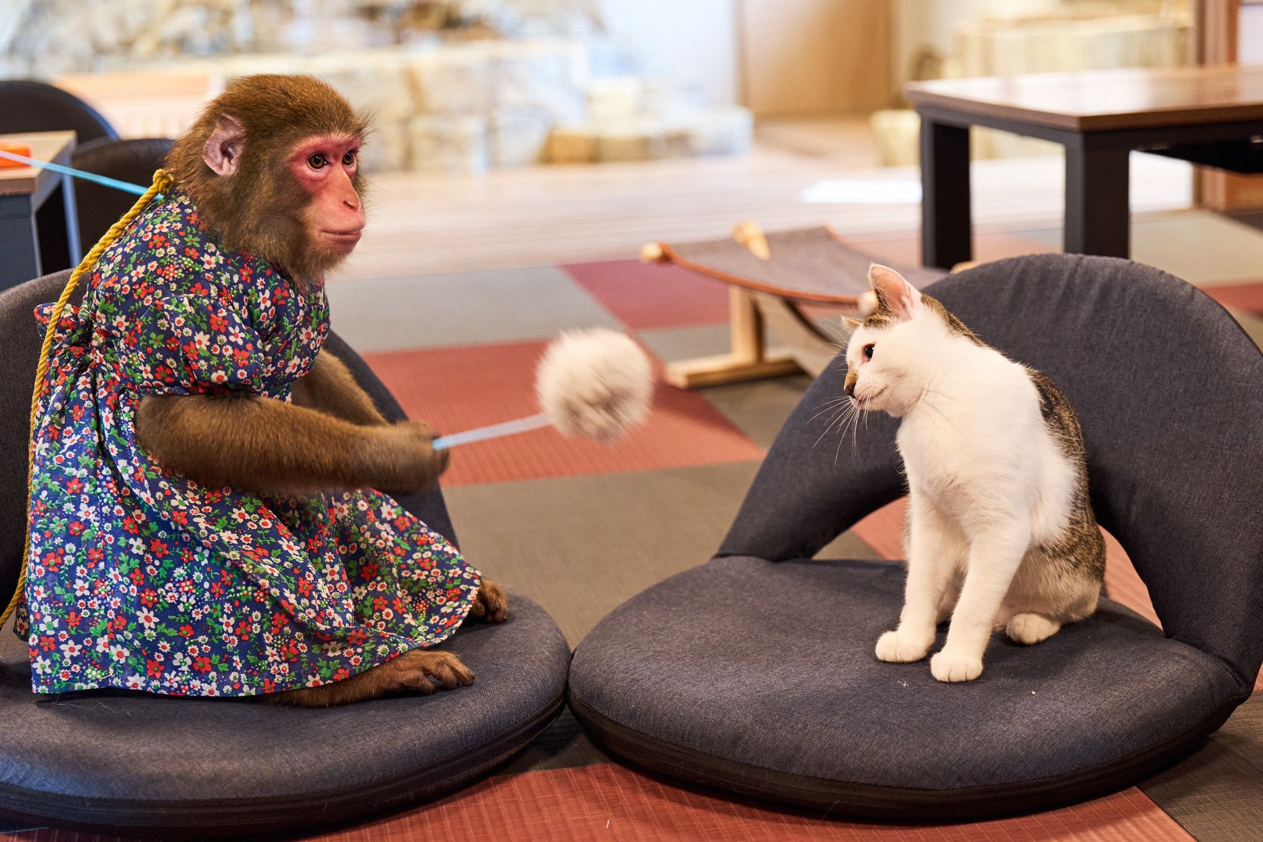 🐵 오사루 랜드 & 애니타운 (닛코 사루 군단) 이미지 4